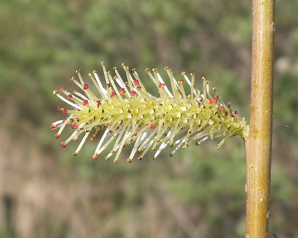 Image of Salix vinogradovii specimen.