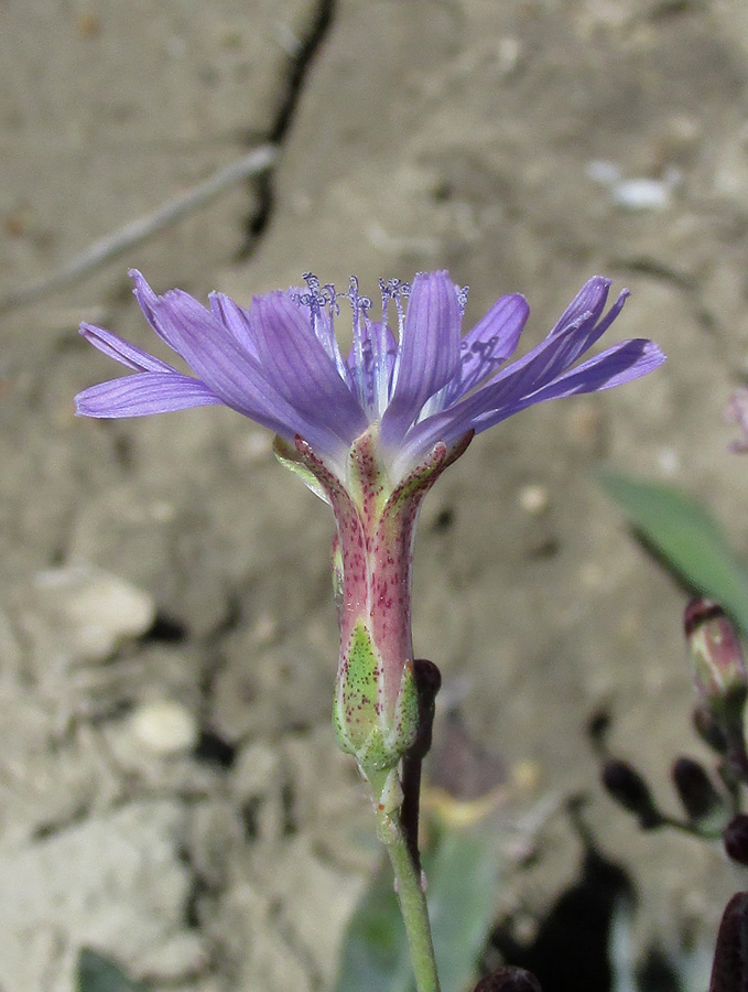 Image of Lactuca tatarica specimen.