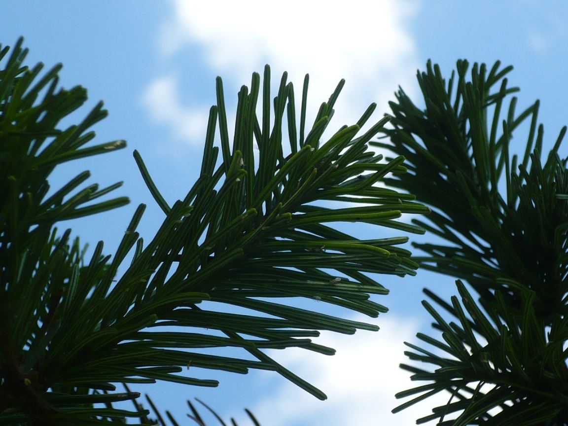 Image of Abies sibirica specimen.