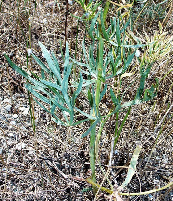 Image of Falcaria vulgaris specimen.