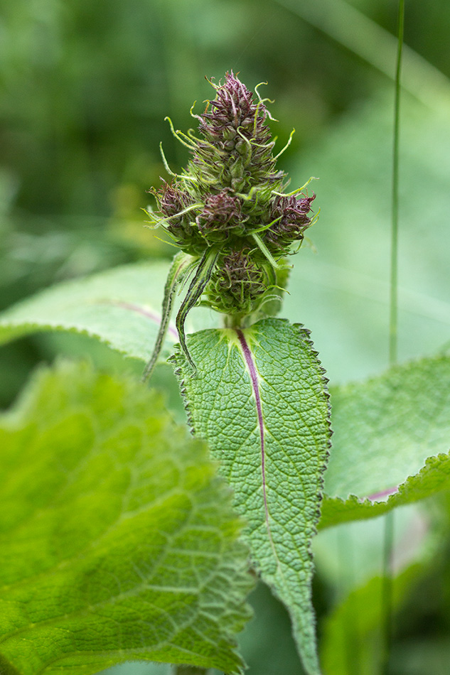 Image of familia Lamiaceae specimen.