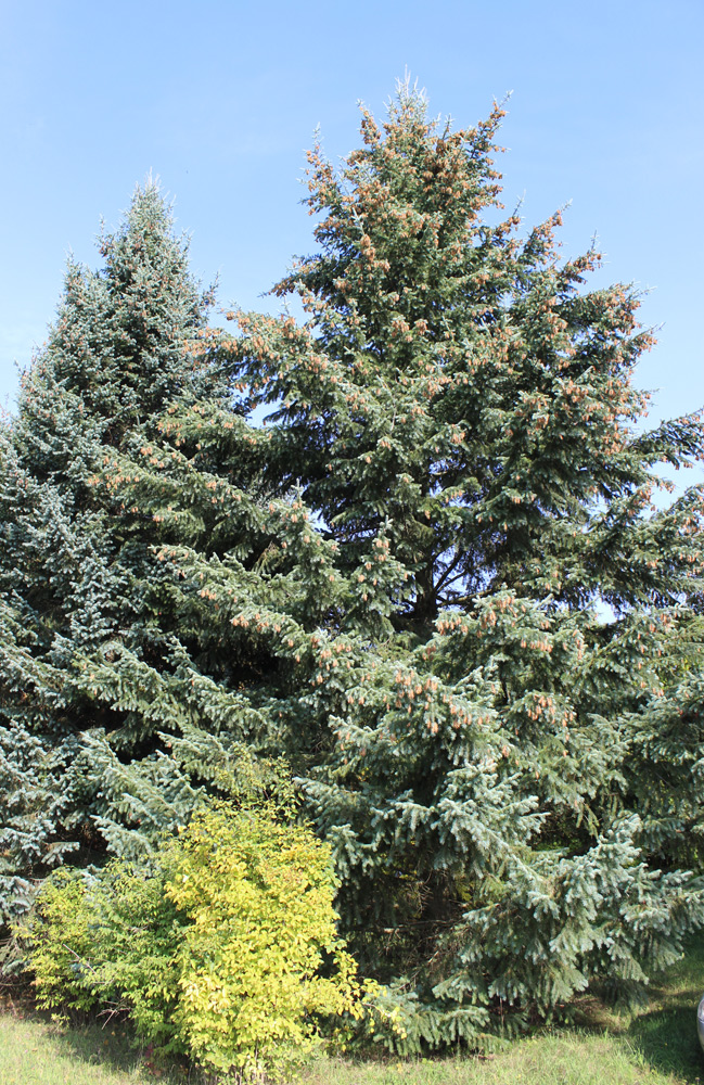 Image of Pseudotsuga menziesii specimen.