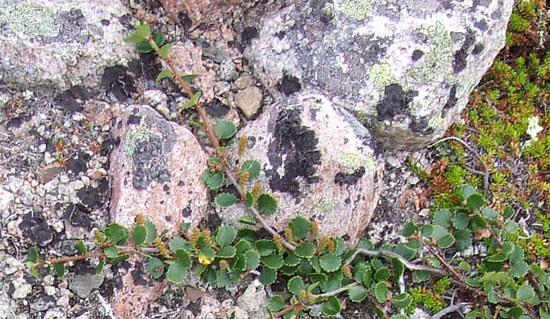 Image of Betula &times; alpestris specimen.