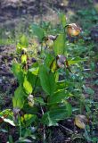 Cypripedium calceolus. Цветущие растения. Соловецкие острова, остров Большой Соловецкий, ботанический сад Соловецкого музея-заповедника. 07.07.2014.