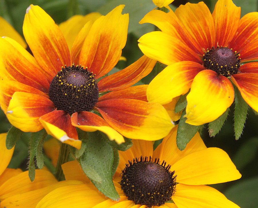 Image of Rudbeckia hirta specimen.