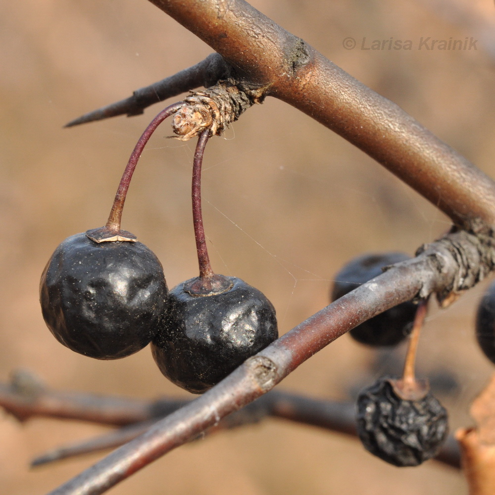 Image of Rhamnus diamantiaca specimen.