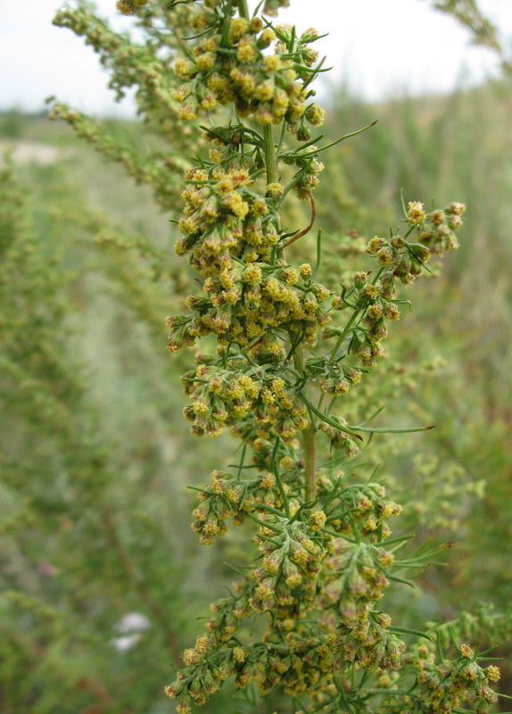 Image of Artemisia abrotanum specimen.