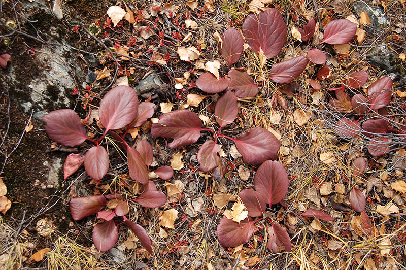 Image of Bergenia crassifolia specimen.