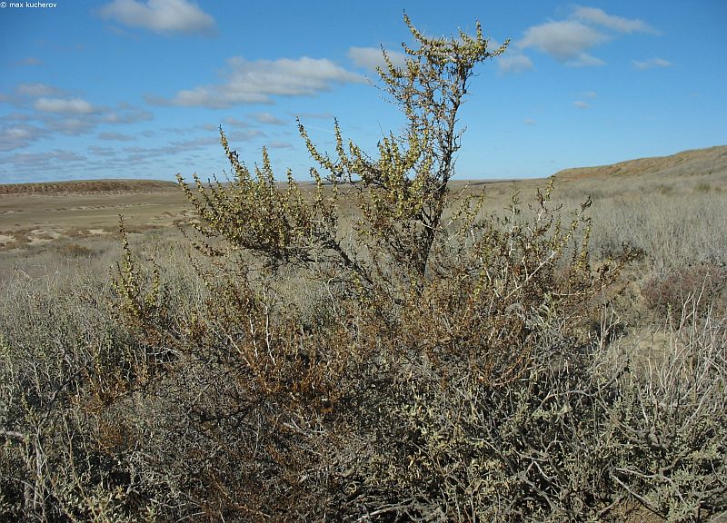 Изображение особи Salsola arbuscula.