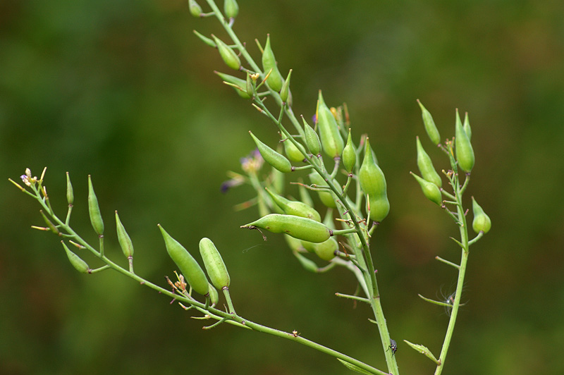 Изображение особи Raphanus raphanistroides.