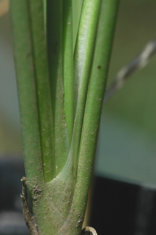 Image of Allium tianschanicum specimen.