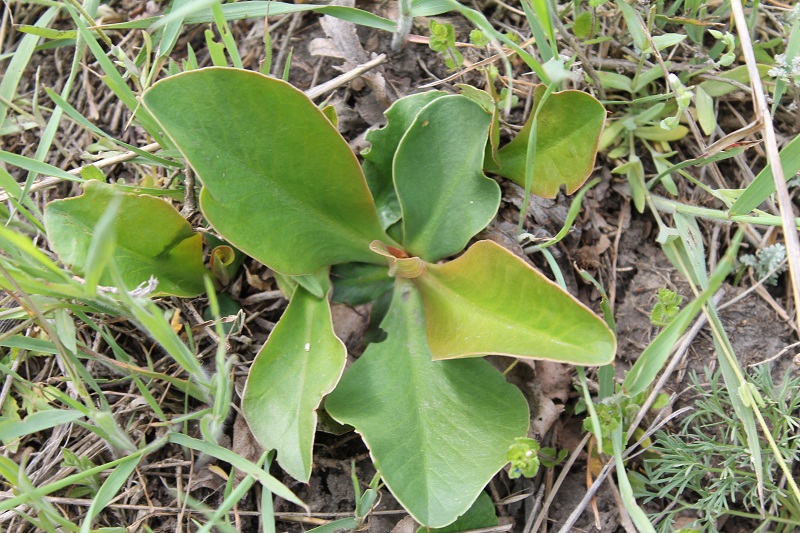 Image of Goniolimon tataricum specimen.