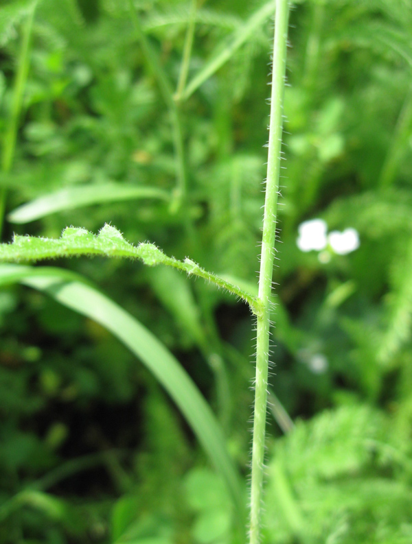 Image of Arabidopsis arenosa specimen.