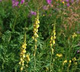 Linaria vulgaris. Верхушки цветущих растений. Московская обл., Раменский р-н, окр. ж.-д. платформы Хрипань, просека под ЛЭП. 30.07.2015.