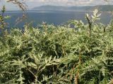 Artemisia messerschmidtiana