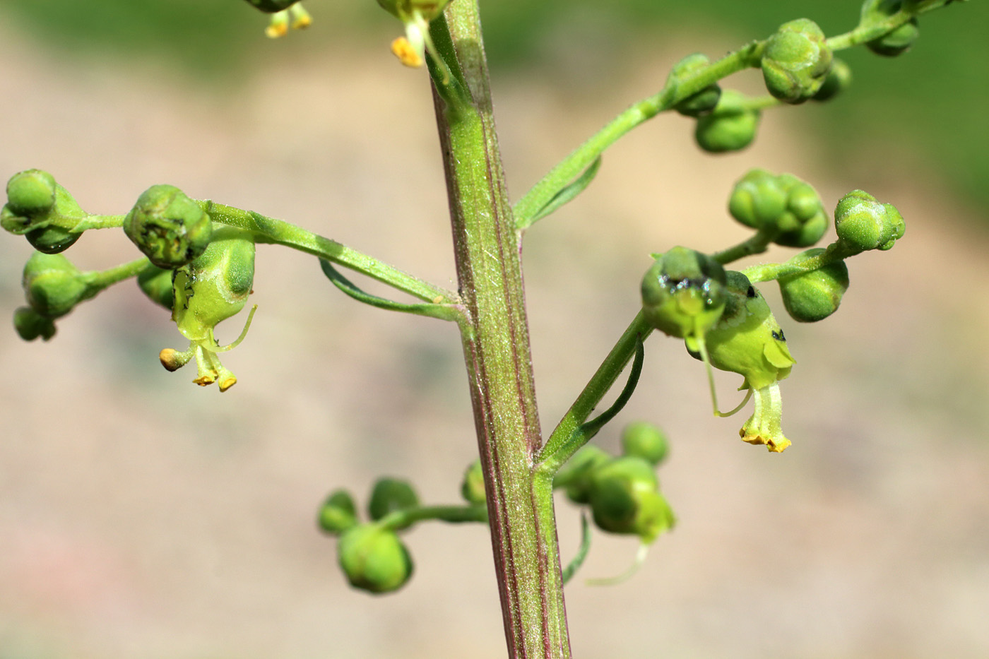 Image of Scrophularia vvedenskyi specimen.