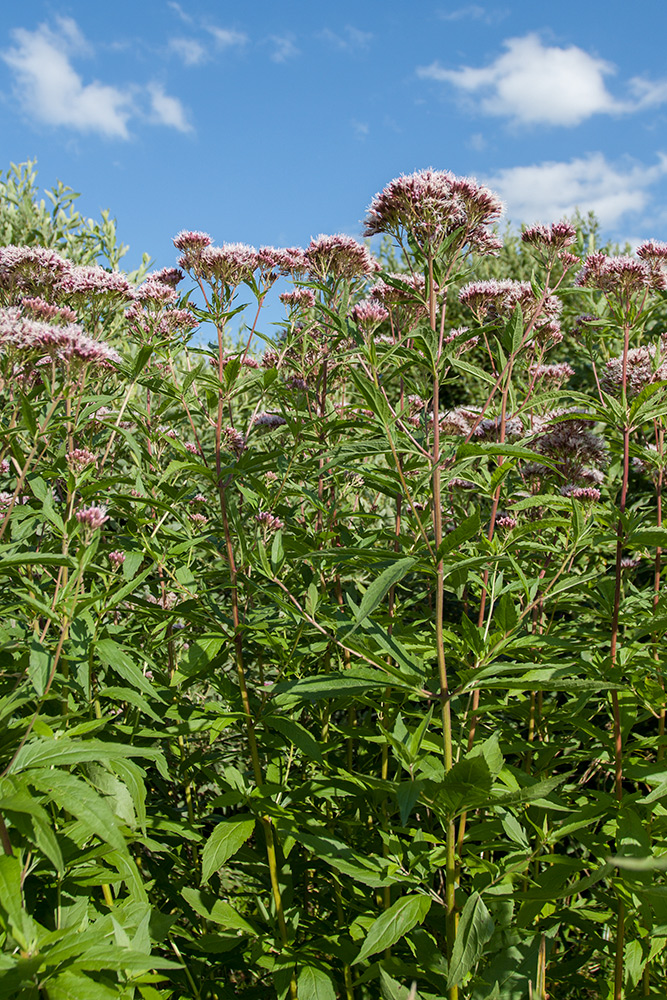 Image of Eupatorium cannabinum specimen.