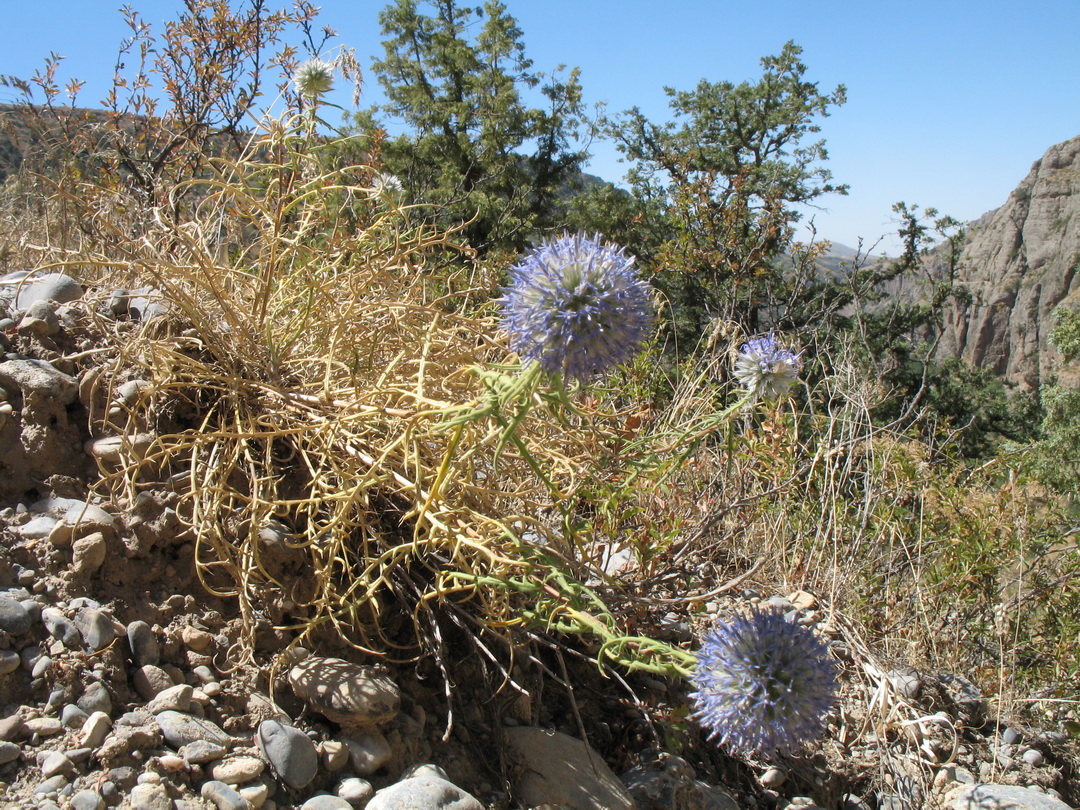 Изображение особи Echinops tschimganicus.