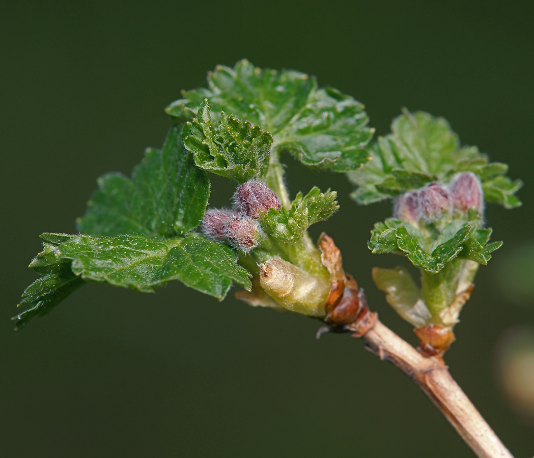 Изображение особи Grossularia uva-crispa.