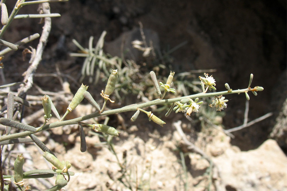 Image of Reseda scoparia specimen.