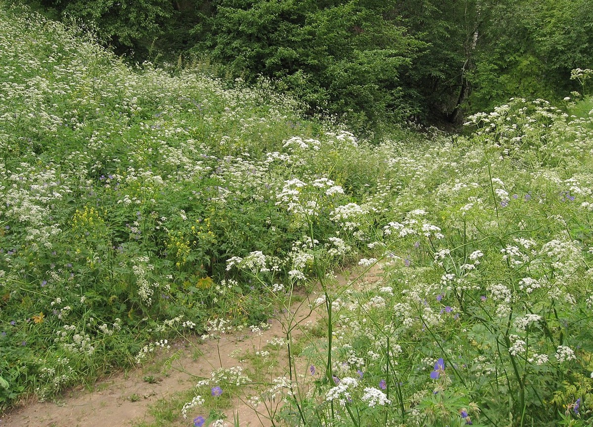 Изображение особи Anthriscus sylvestris.