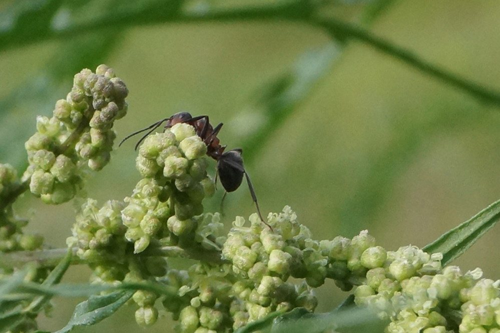 Image of Urtica cannabina specimen.