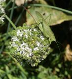 Allium ramosum. Соплодие с немногочисленными цветками и кормящимся кузнечиком. Восточный Казахстан, Уланский р-н, с. Украинка, дачный участок, в культуре. 15.08.2015.