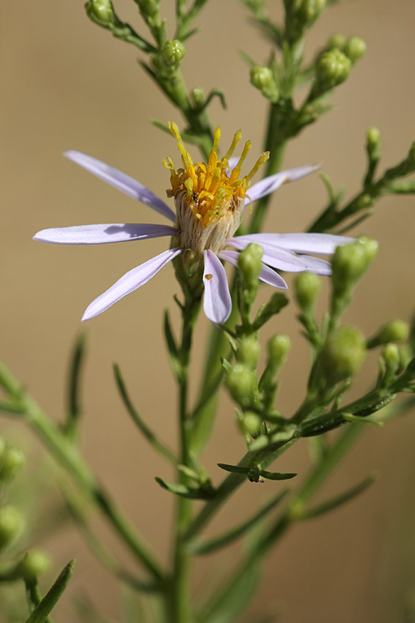 Изображение особи Galatella coriacea.