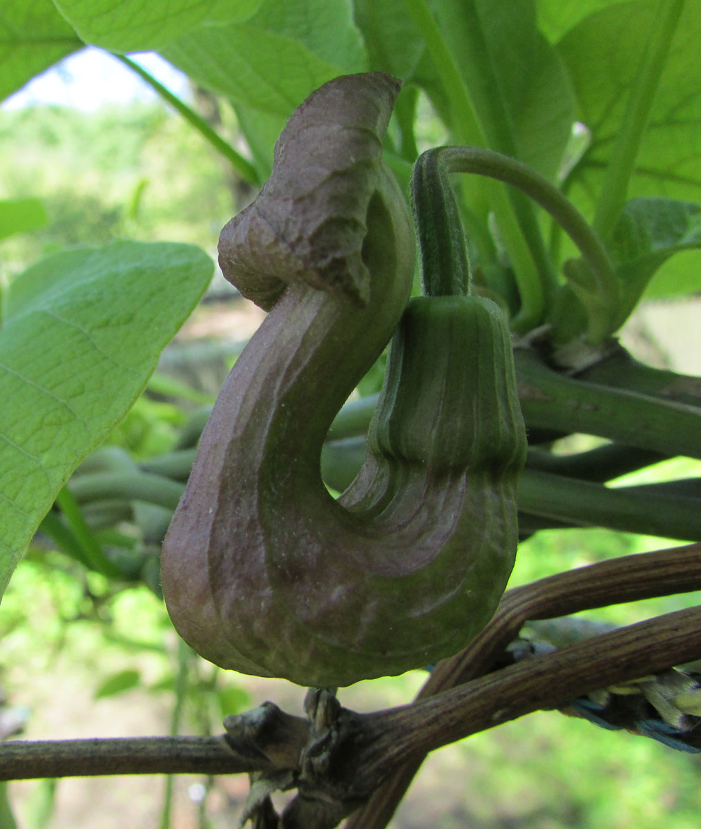 Изображение особи Aristolochia manshuriensis.