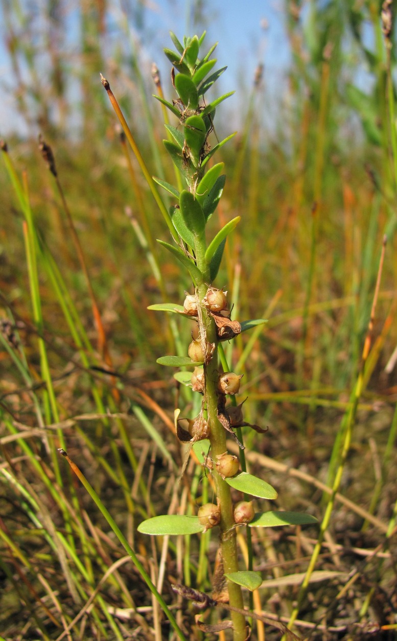 Image of Glaux maritima specimen.