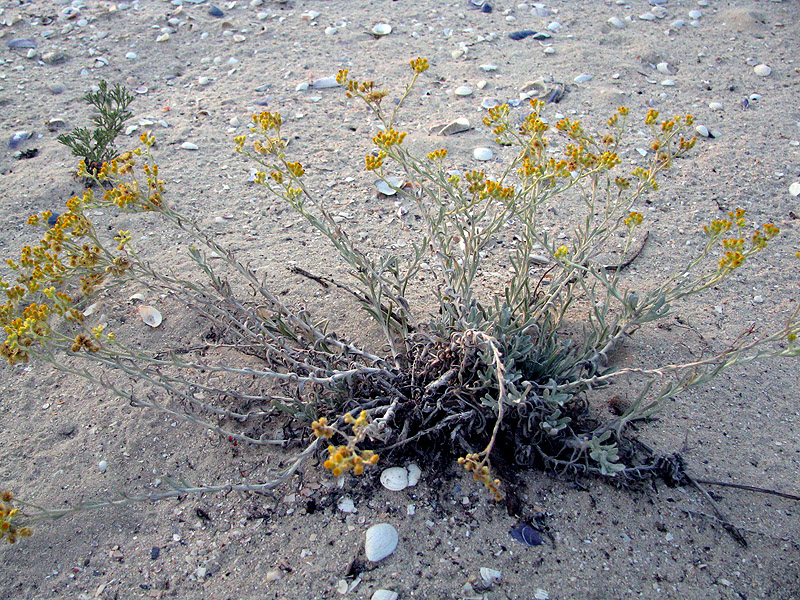 Изображение особи Helichrysum tenderiense.