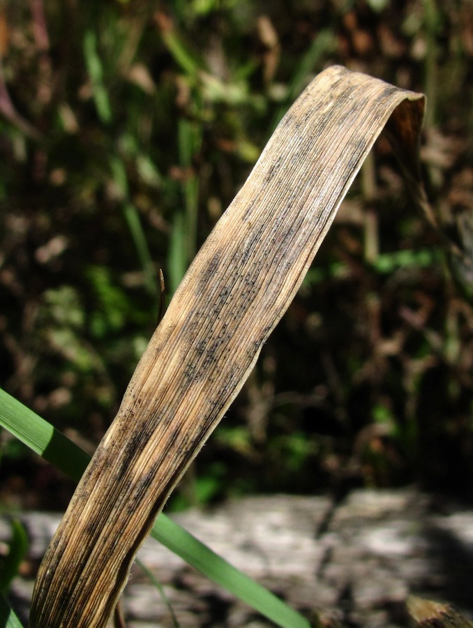 Image of Elytrigia repens specimen.