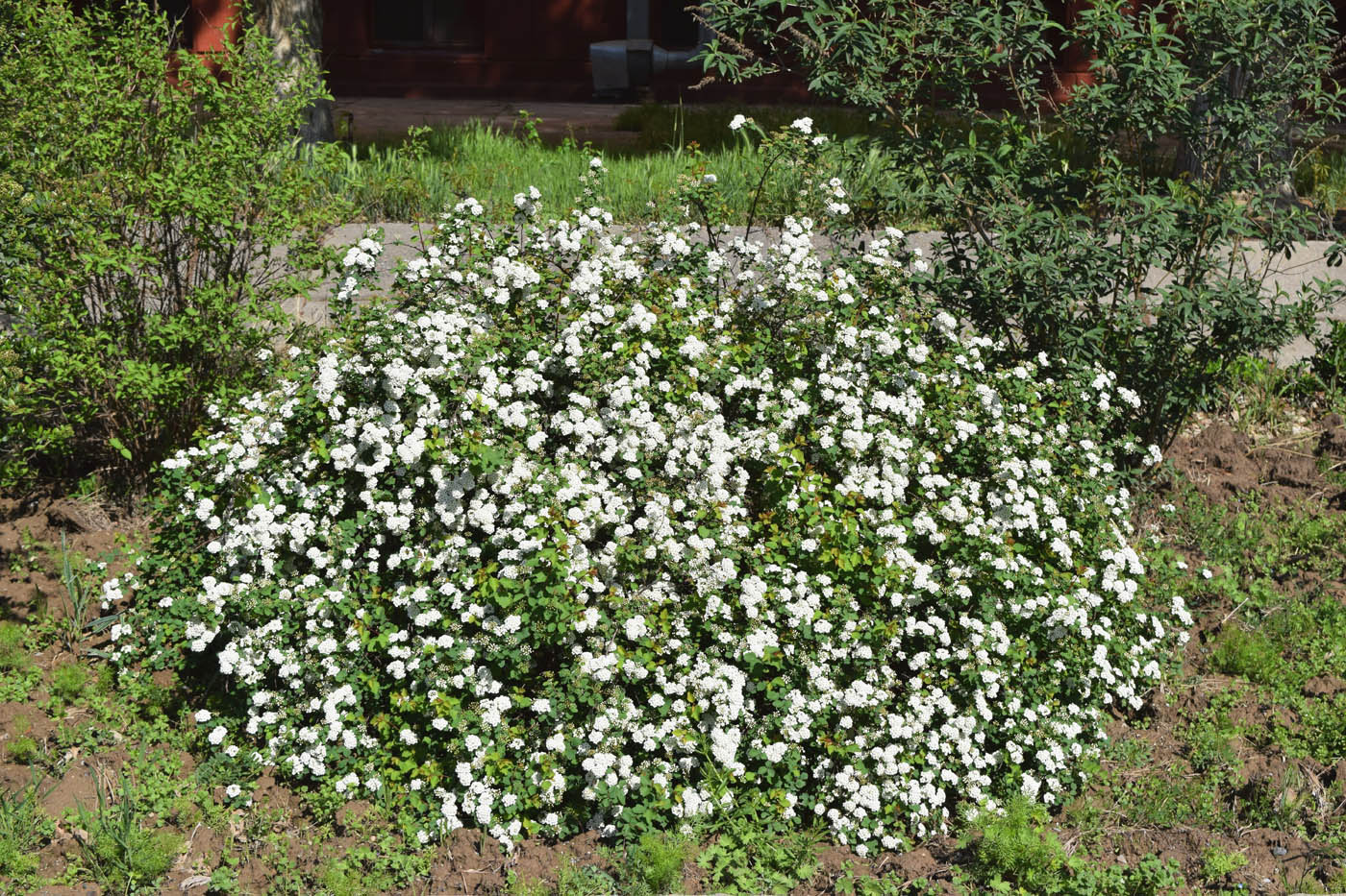 Image of genus Spiraea specimen.