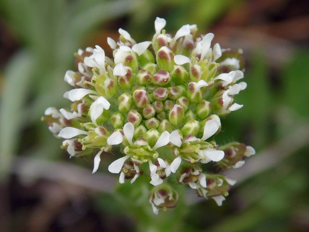 Image of Lepidium campestre specimen.