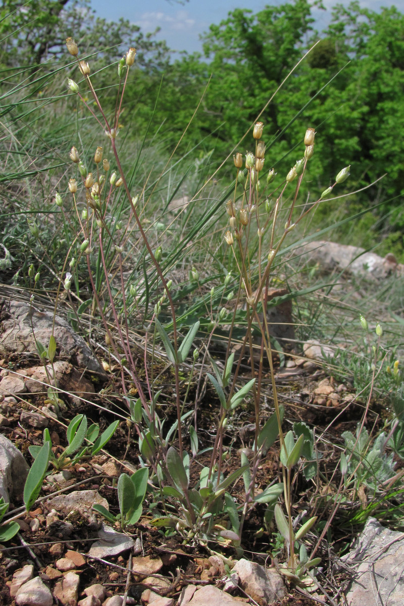 Image of Holosteum marginatum specimen.