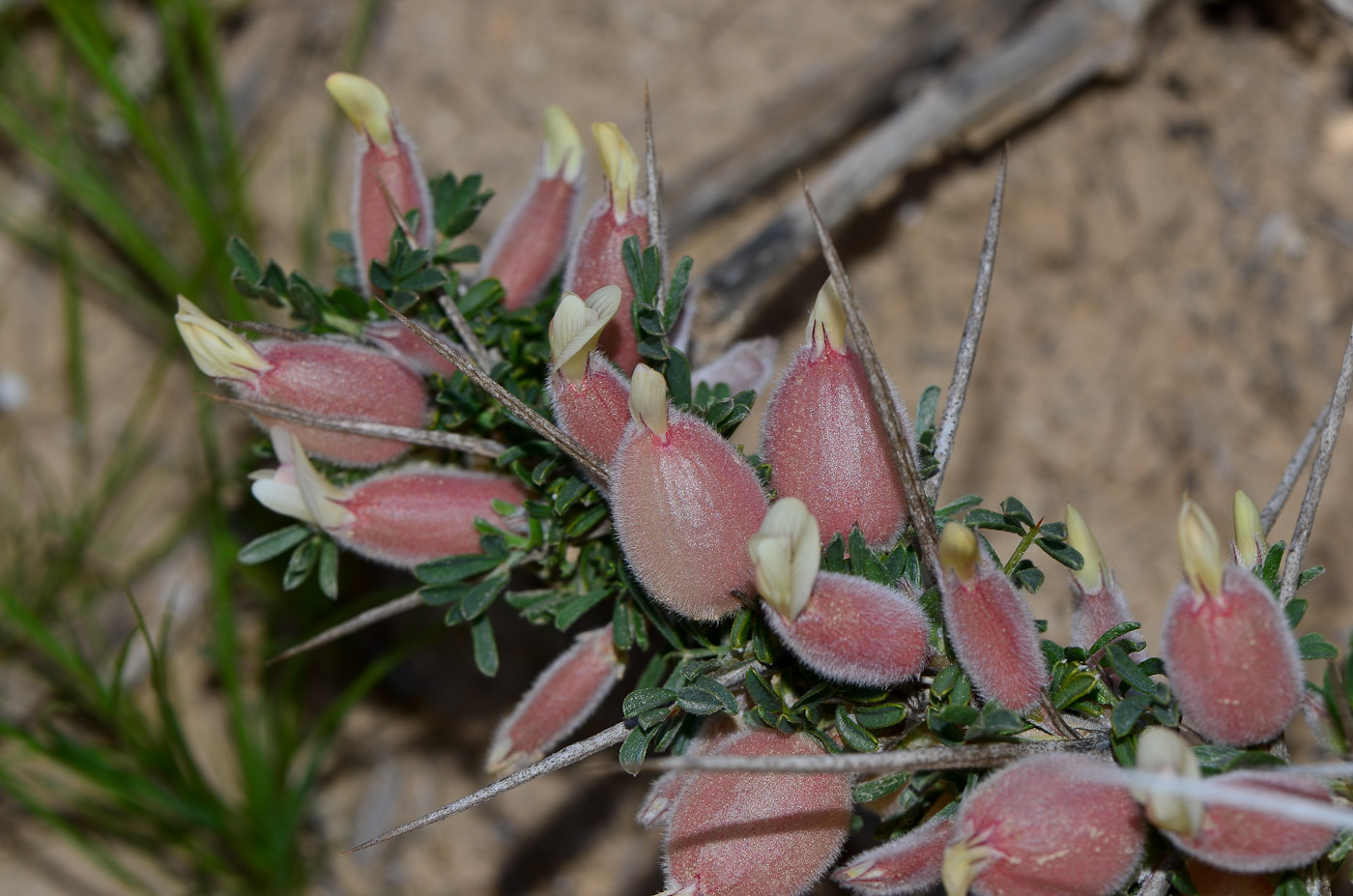 Изображение особи Astragalus spinosus.