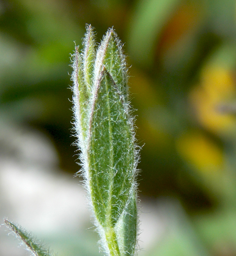 Image of Genista humifusa specimen.