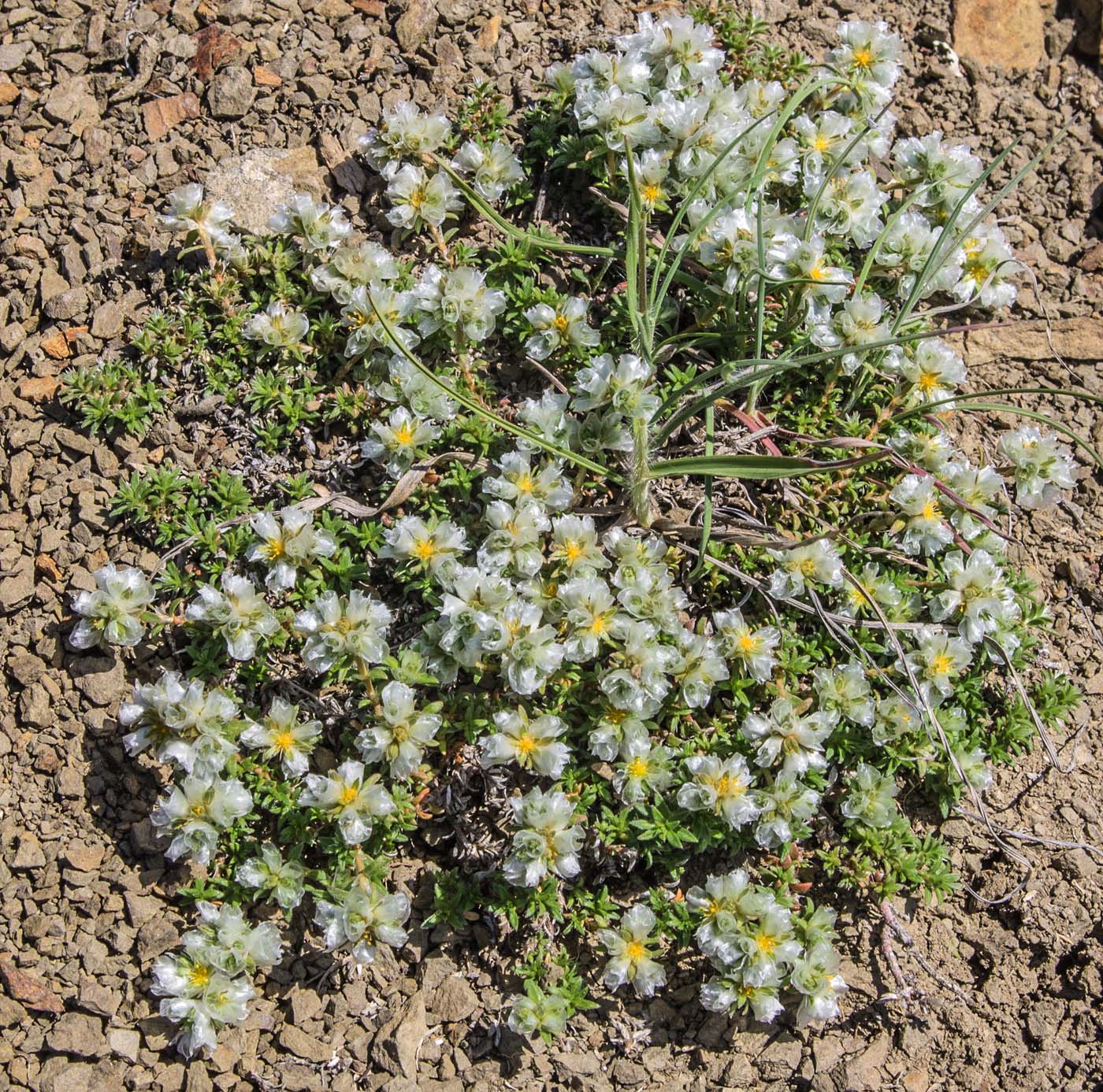 Изображение особи Paronychia cephalotes.