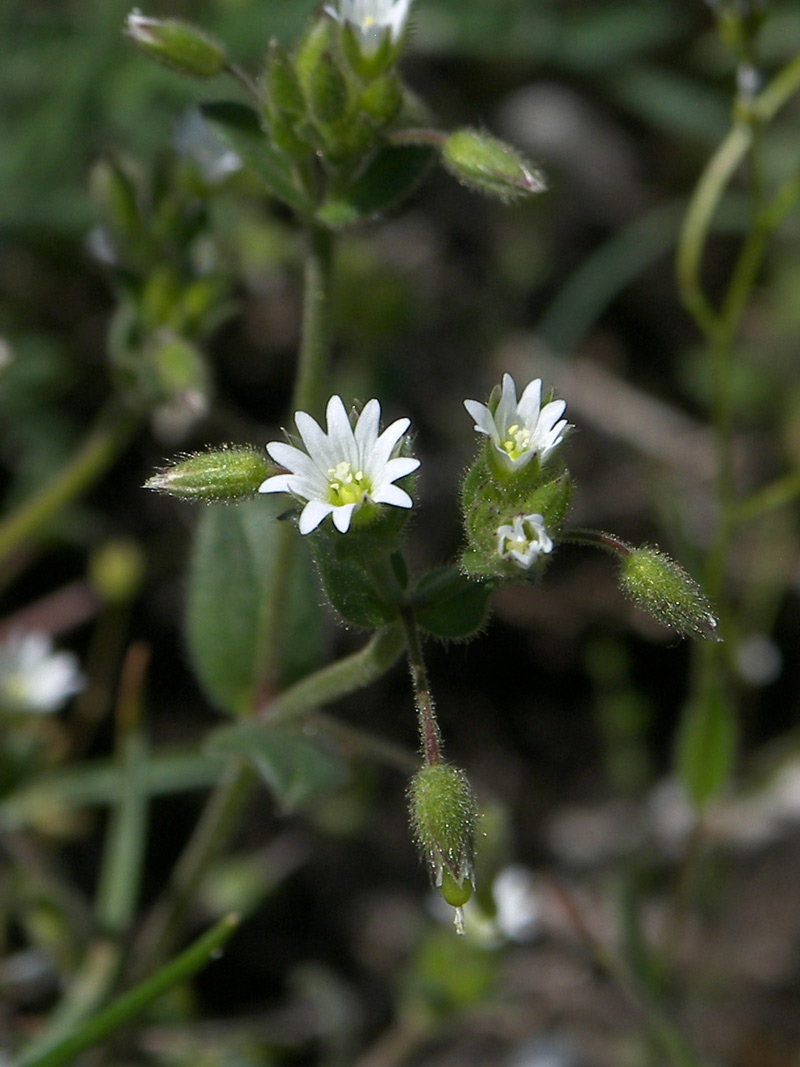 Image of Cerastium glutinosum specimen.