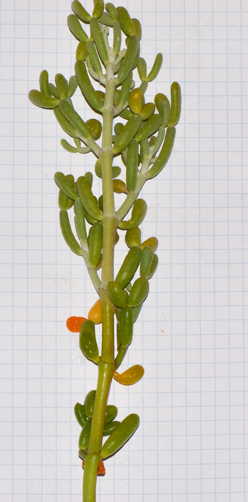 Image of Tetraena fontanesii specimen.