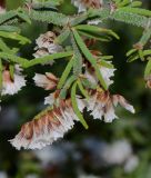 Limonium papillatum. Веточки с отцветшими соцветиями. Испания, автономное сообщество Канарские острова, остров Фуэртевентура, провинция Лас Пальмас, муниципалитет Ла Олива, северные окр. пос. Эль Котильо, дюны у мыса de la Enrocadiza. 13.03.2016.