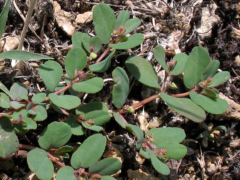 Image of Euphorbia humifusa specimen.