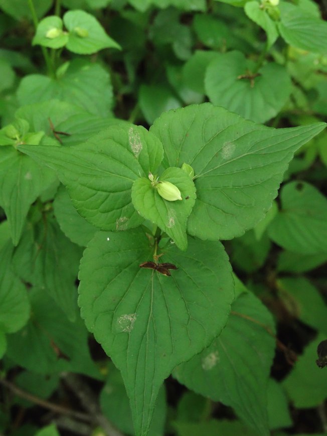 Image of Viola acuminata specimen.