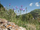 Campanula alberti. Цветущие растения. Южный Казахстан, Таласский Алатау, запов. Аксу-Жабаглы, ущ. Кши-Каинды, выс. 1800 м н.у.м. 6 июня 2016 г.