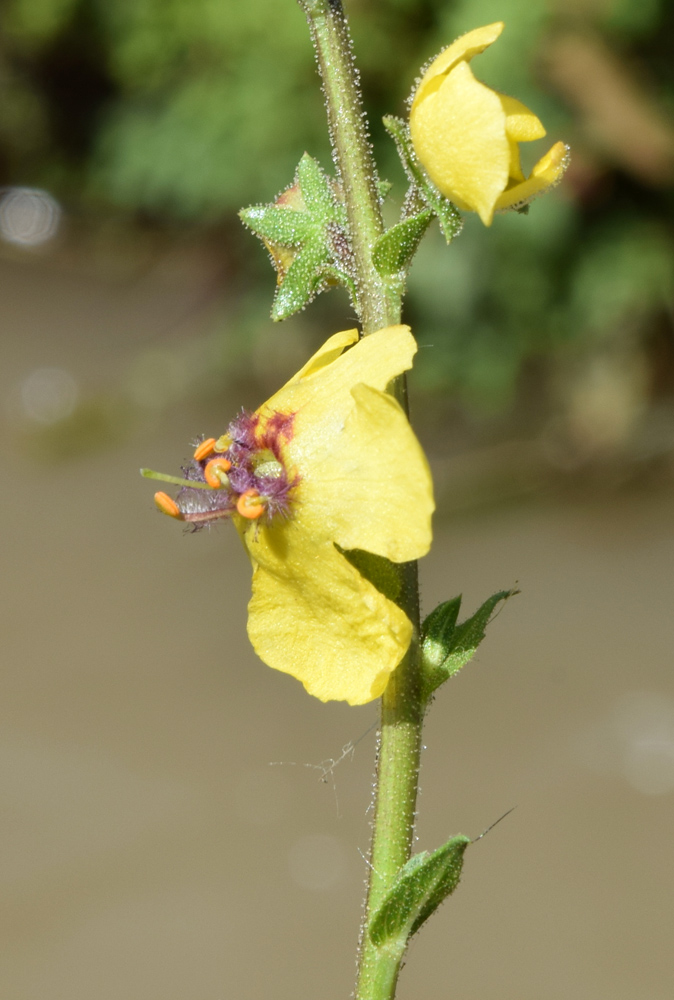 Изображение особи Verbascum blattaria.