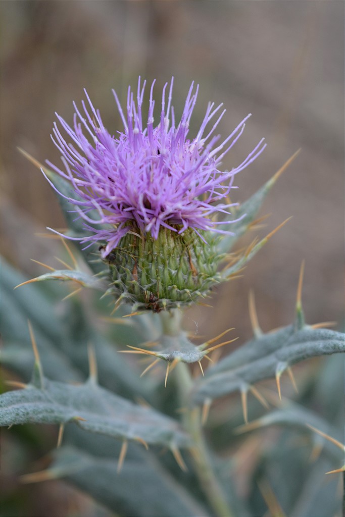 Image of Cirsium argillosum specimen.