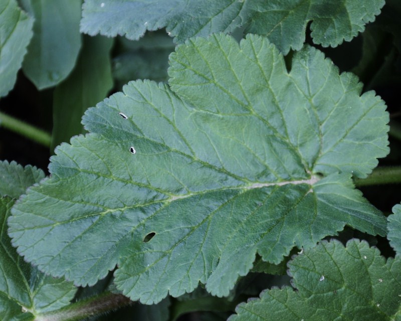 Image of Erodium malacoides specimen.