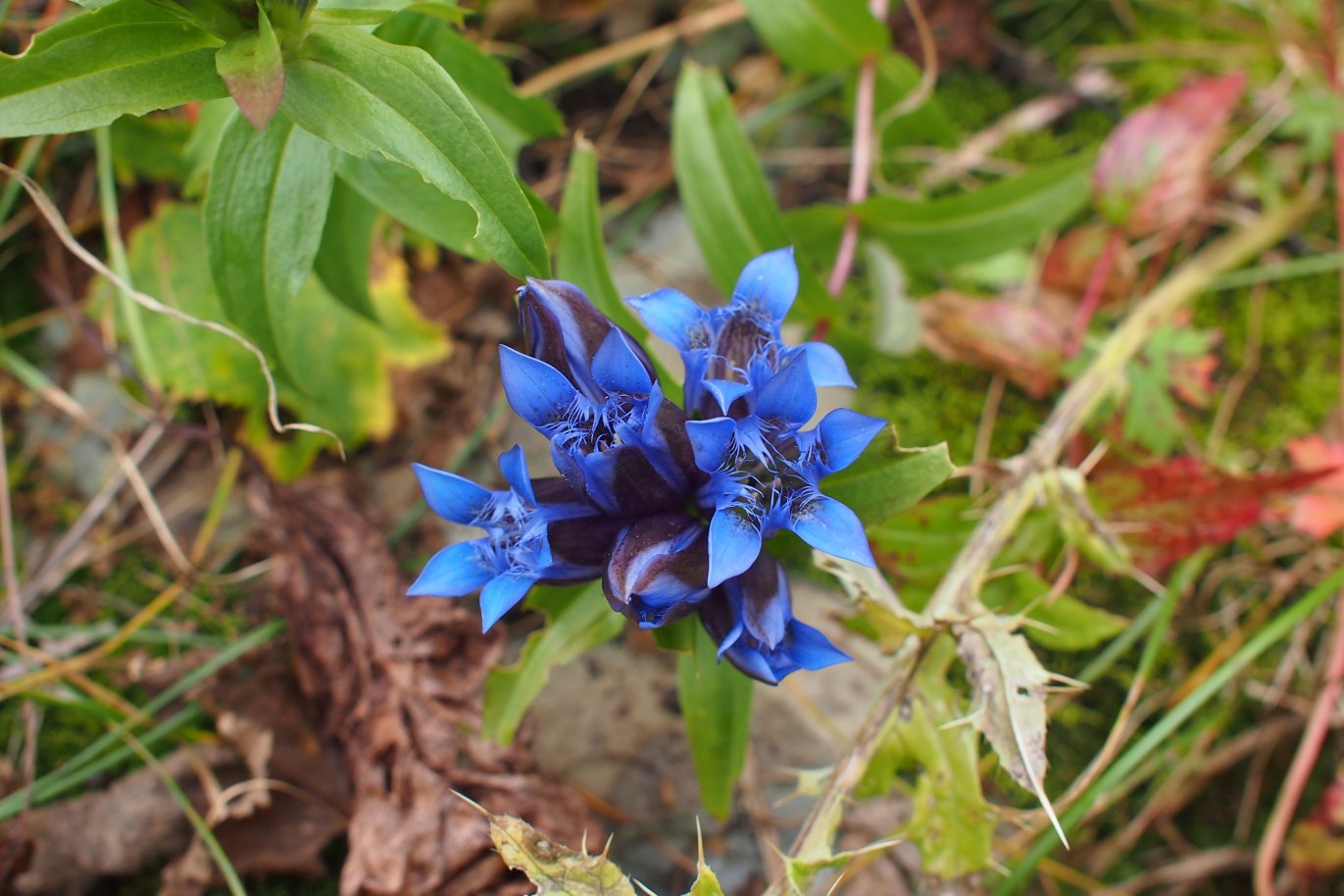 Изображение особи Gentiana septemfida.