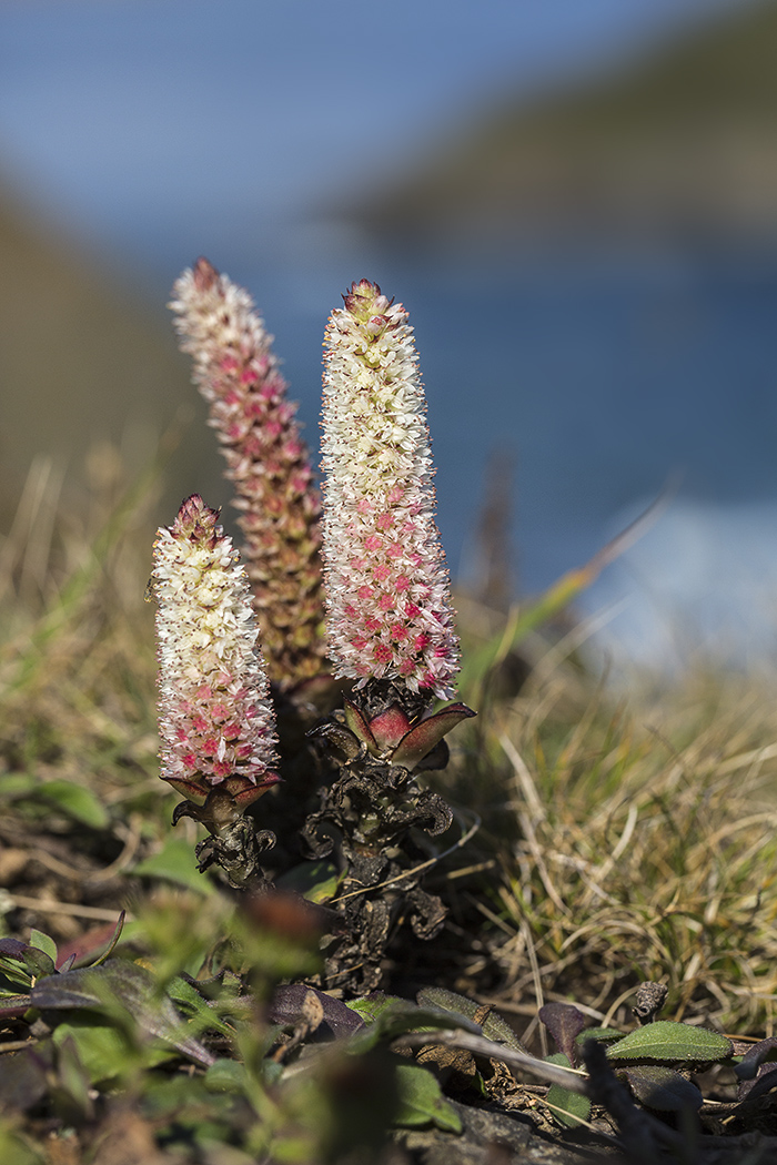 Image of Orostachys maximowiczii specimen.