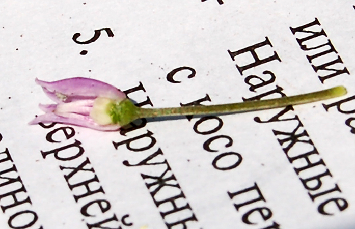 Image of Allium angulosum specimen.